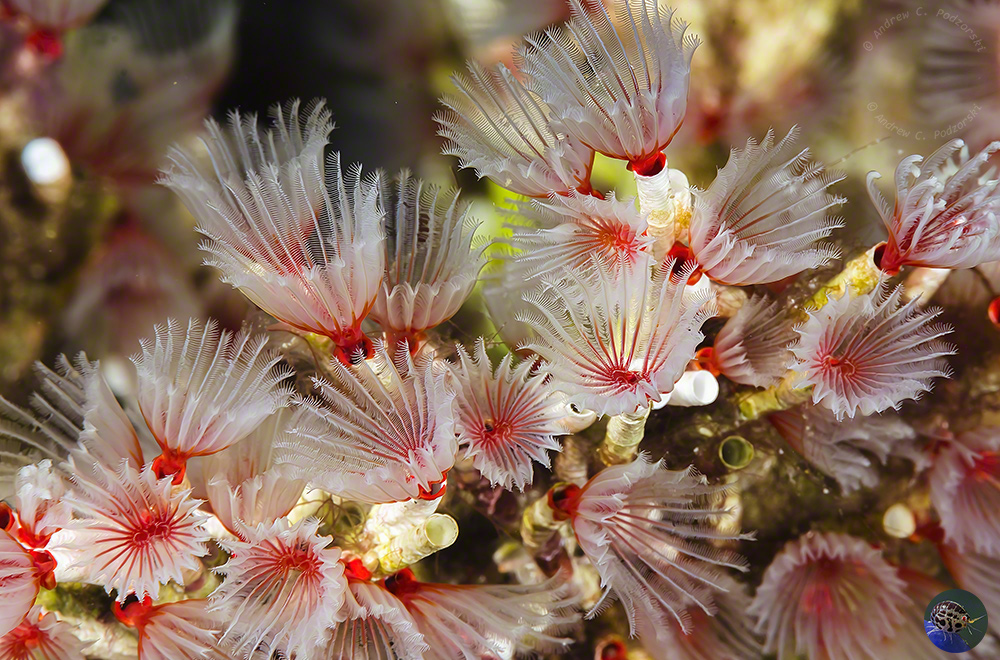 Filogranella elatensis