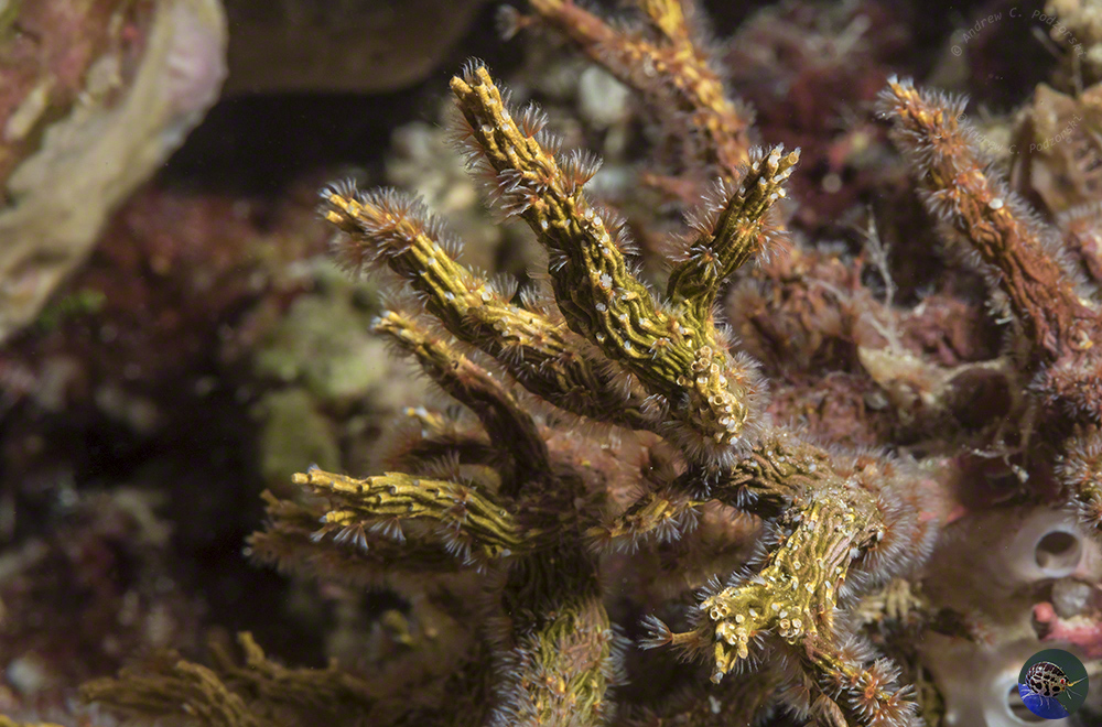 Filogranella elatensis