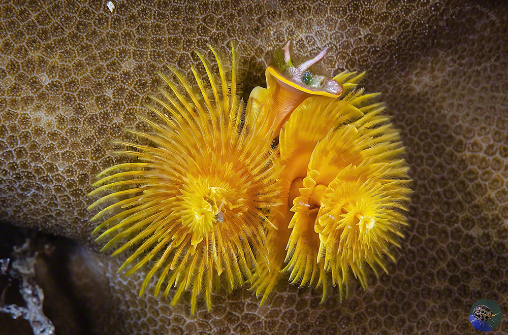 Spirobranchus sp. showing the protective spines