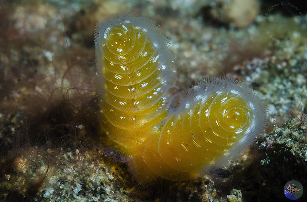 Phoronopis australis