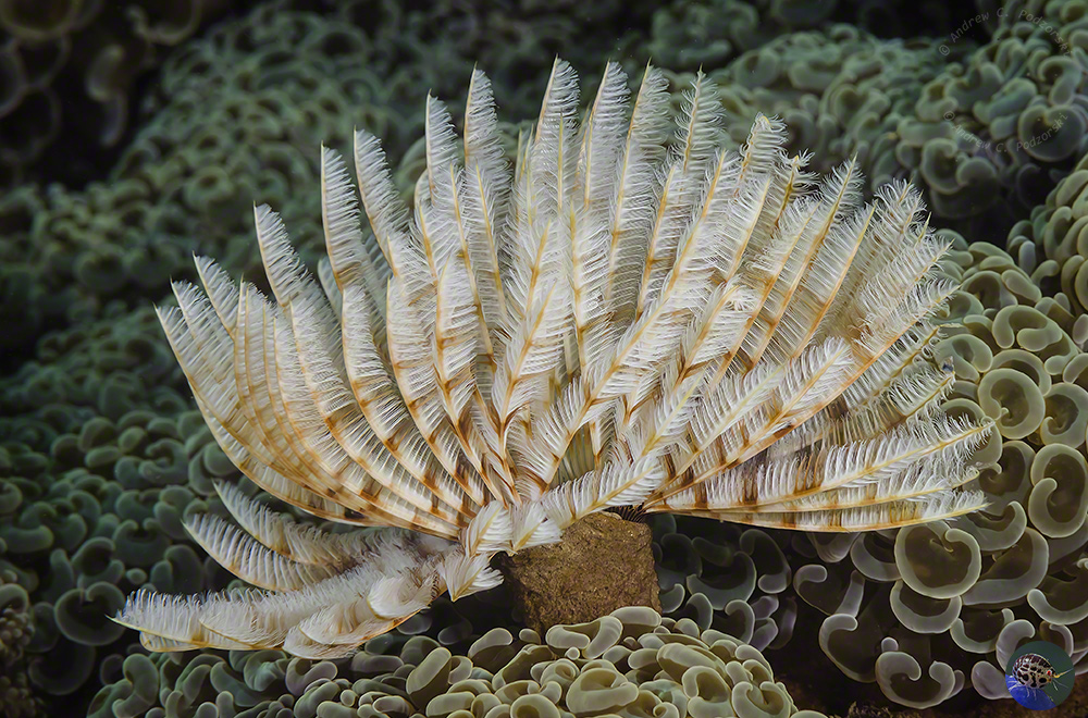 Sabellastarte sp.