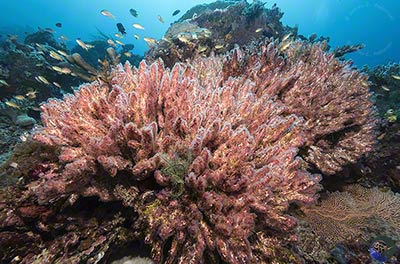 Filogranella elatensis