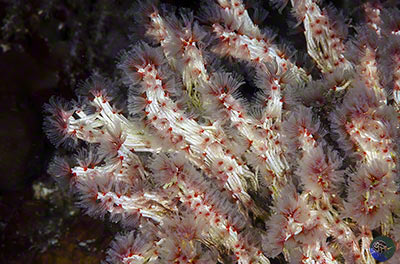 Filogranella elatensis