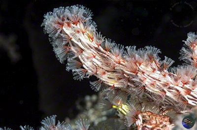 Filogranella elatensis