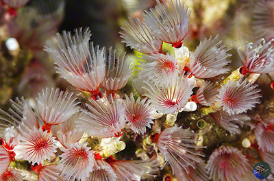 Filogranella elatensis