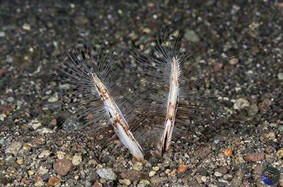 Lygdamis sp.