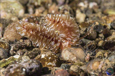 Phoronopsis californica