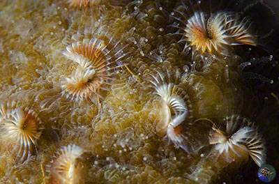 Pomatostegus actinoceras