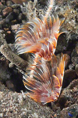 Sabellidae