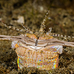 Bobbit Worms