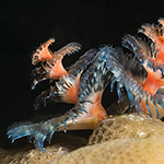 Christmas Tree worms