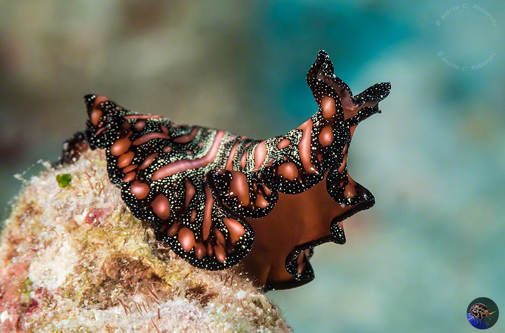 Pseudobiceros bedfordi