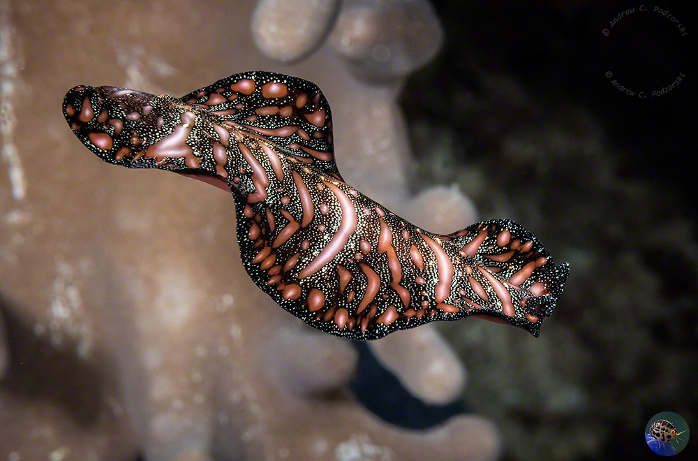 Pseudobiceros bedfordi swimming