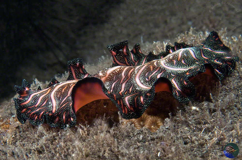 Pseudobiceros bedfordi