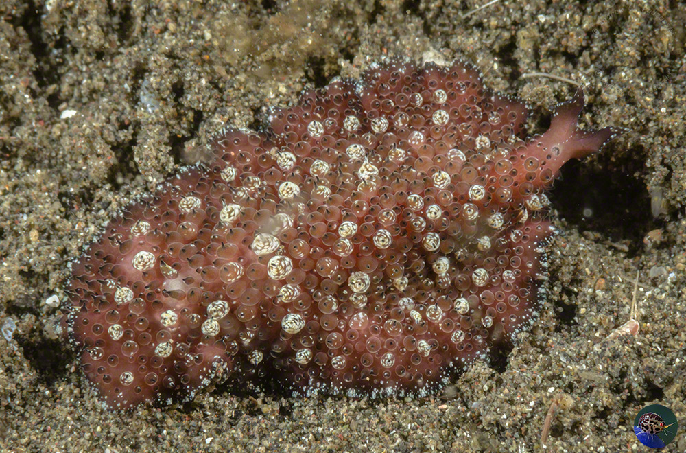 Acanthozoon or Thysanizoon - the 2 genera with distict papillae