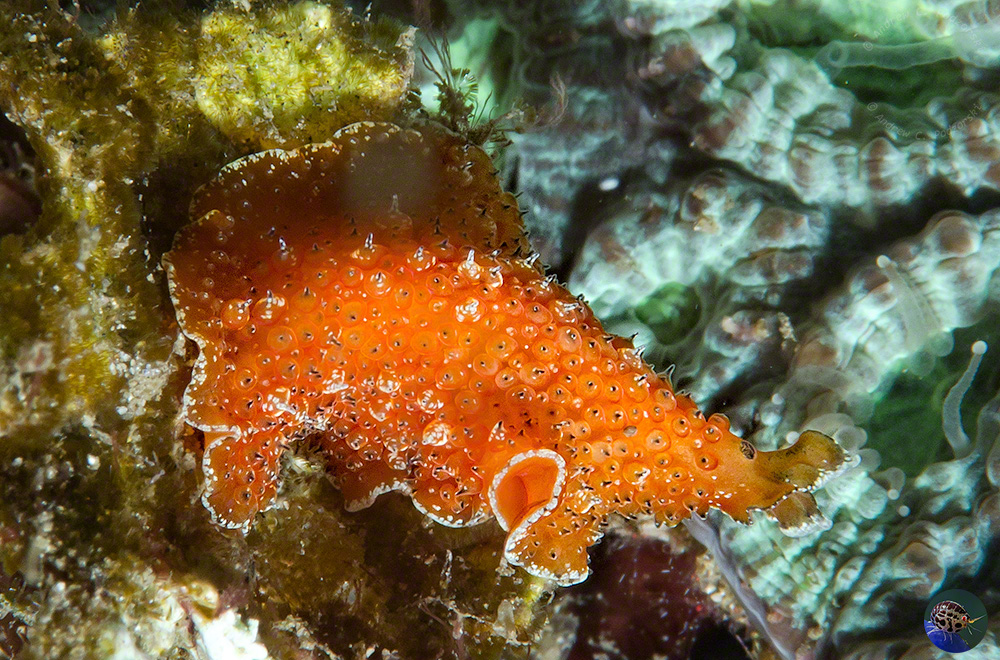 Acanthozoon or Thysanizoon - the 2 genera with distict papillae