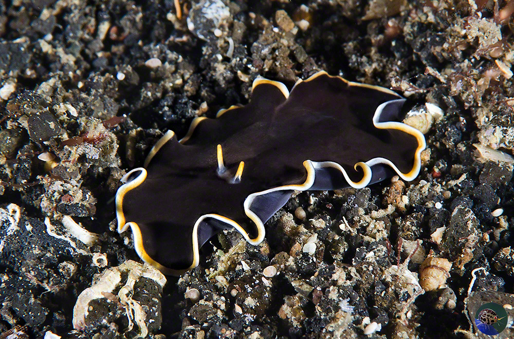 Callioplana marginata