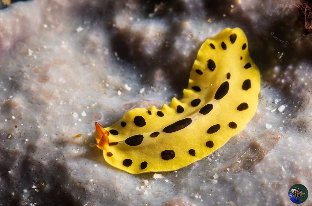 Euryleptid flatworm
