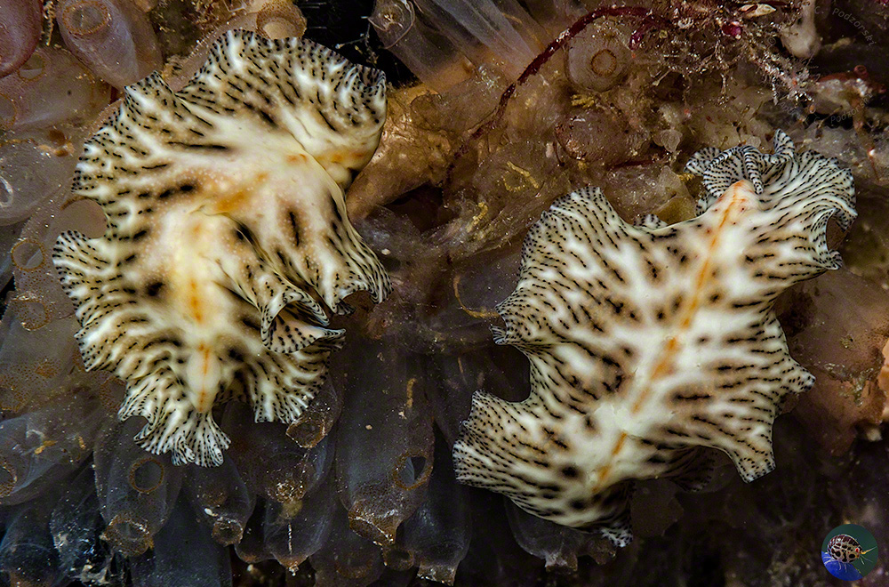 Maritigrella fuscopunctata on their ascidian prey