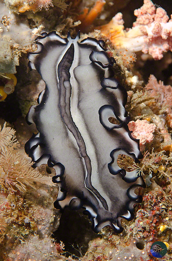 Pseudobiceros gratus - over 10cm long