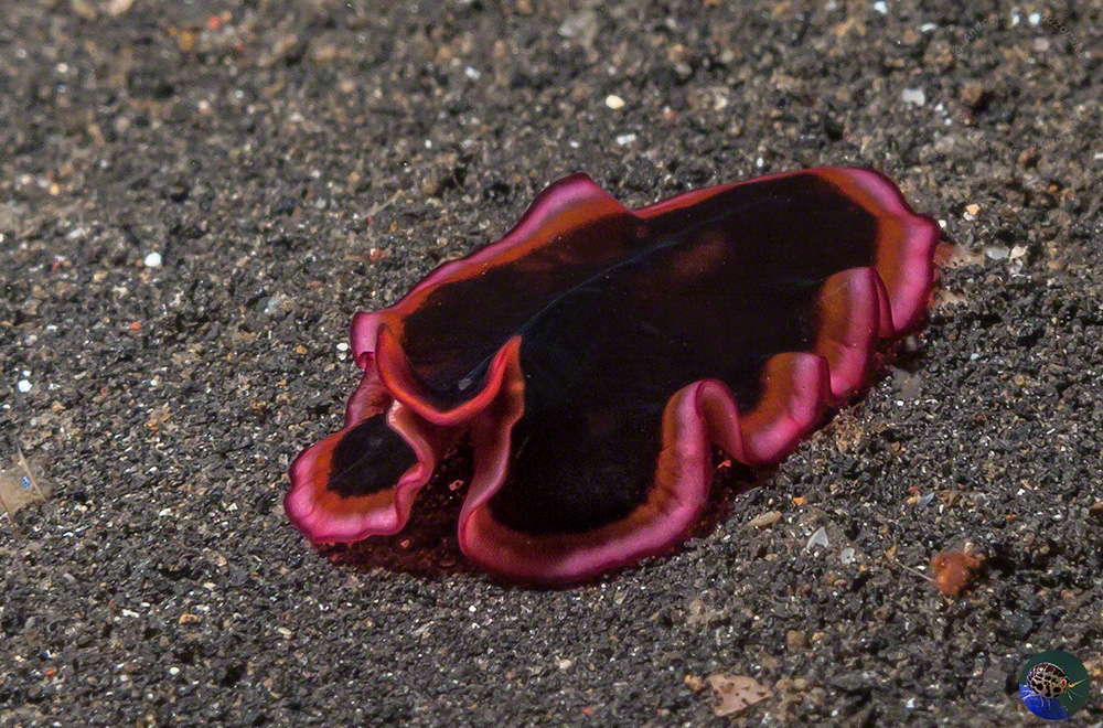 Pseudobiceros cf. hymanae