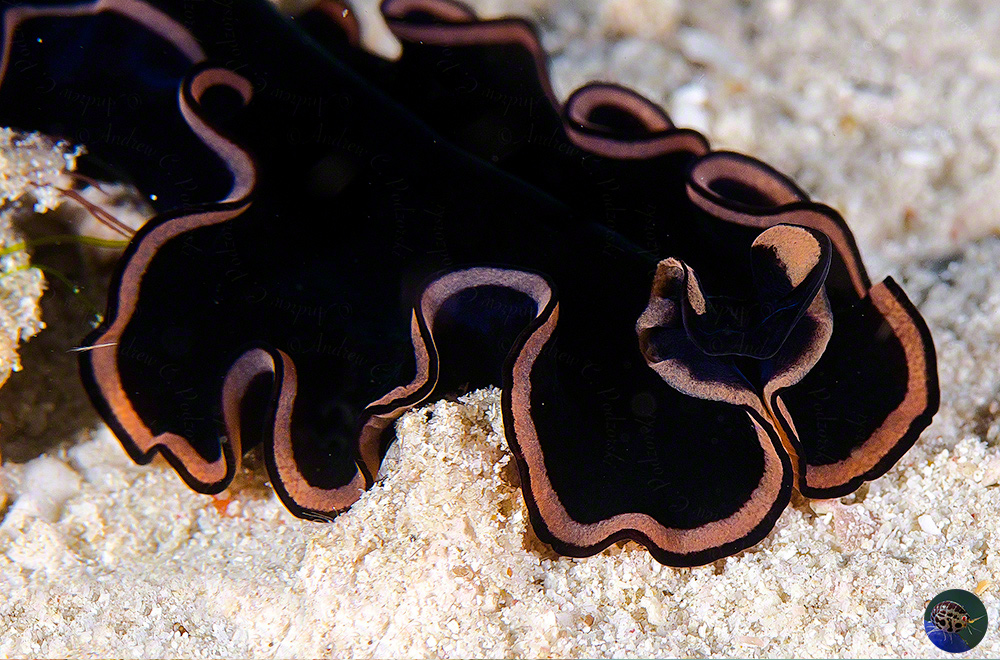 Pseudobiceros hymanae