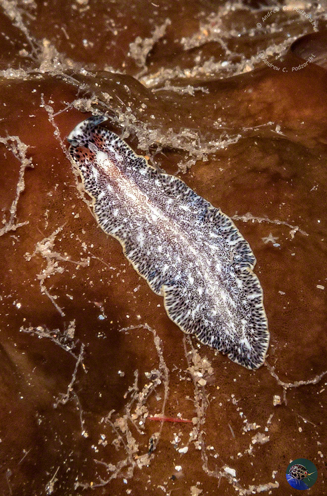 Pseudobiceros murinus