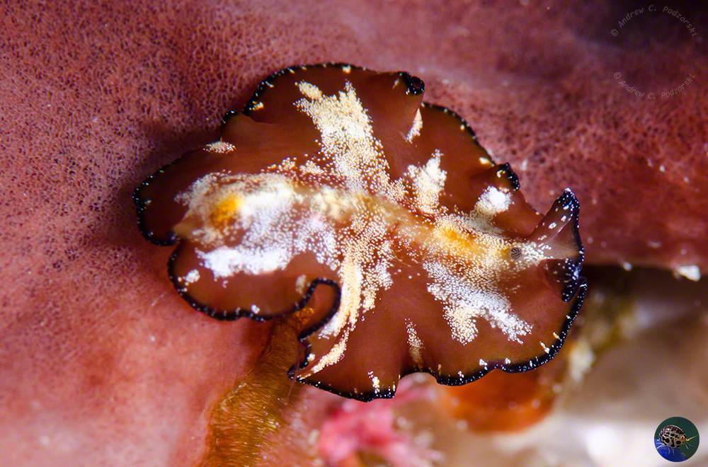 Pseuobiceros cf. pulgar