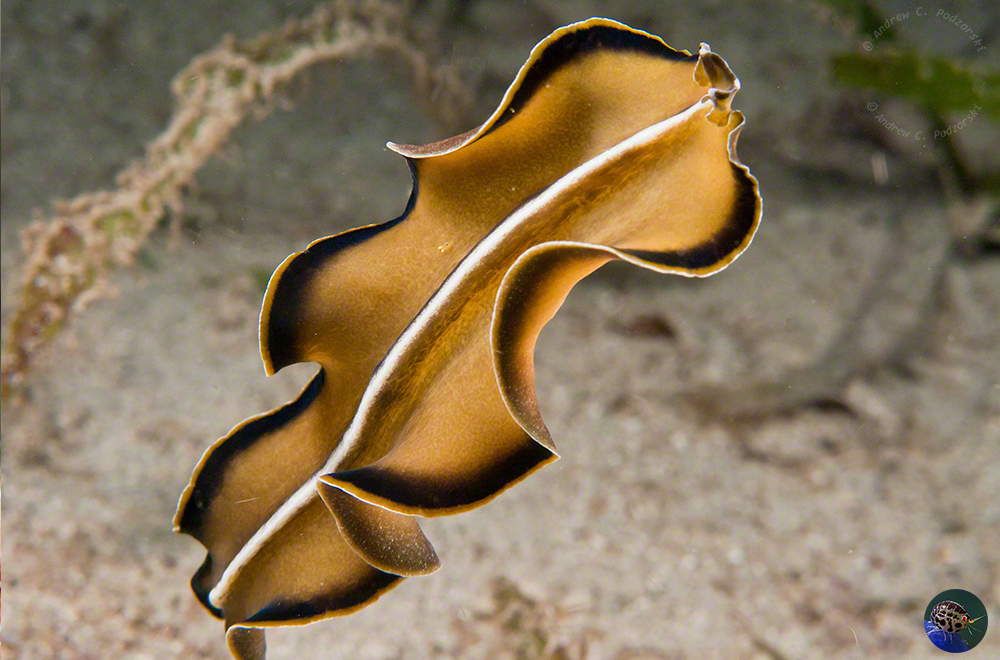 Pseudobiceros flowersi swimming