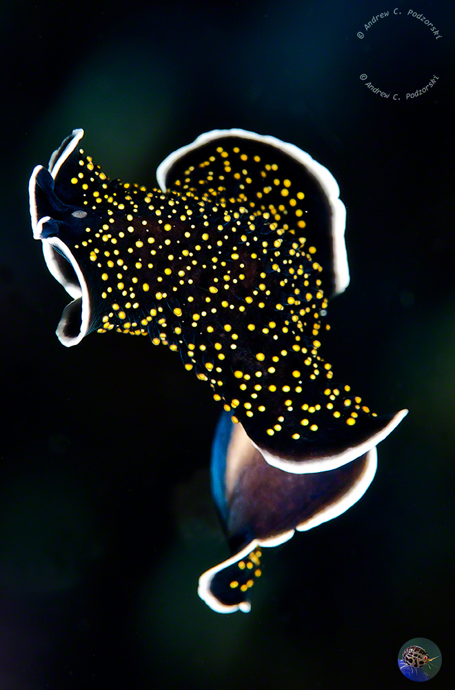 Thysanozoon flavomaculatum swimming