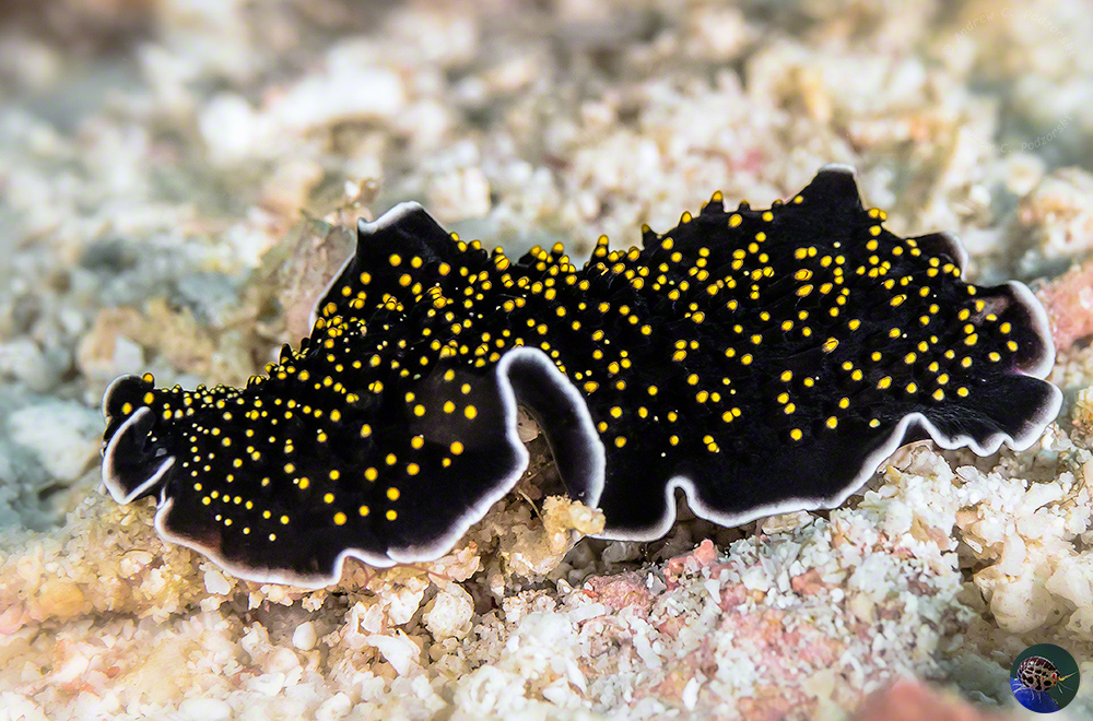 Thysanozoon flavomaculatum