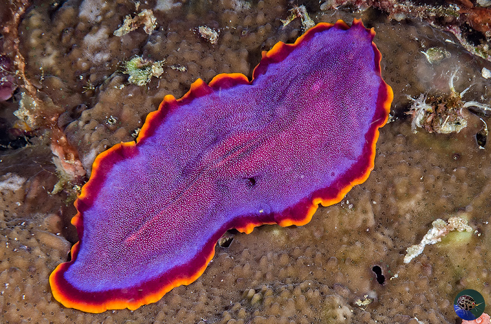 Pseudoceros ferrugineus