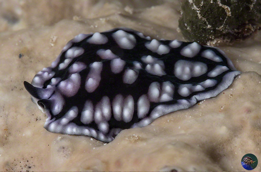 Pseudoceros imitatus mimics perfectly a toxic aeolid nudibranch