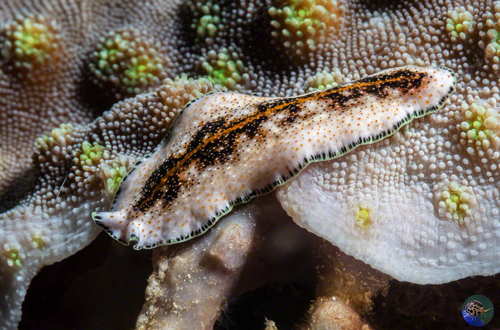 Pseudoceros cf. leptostichus