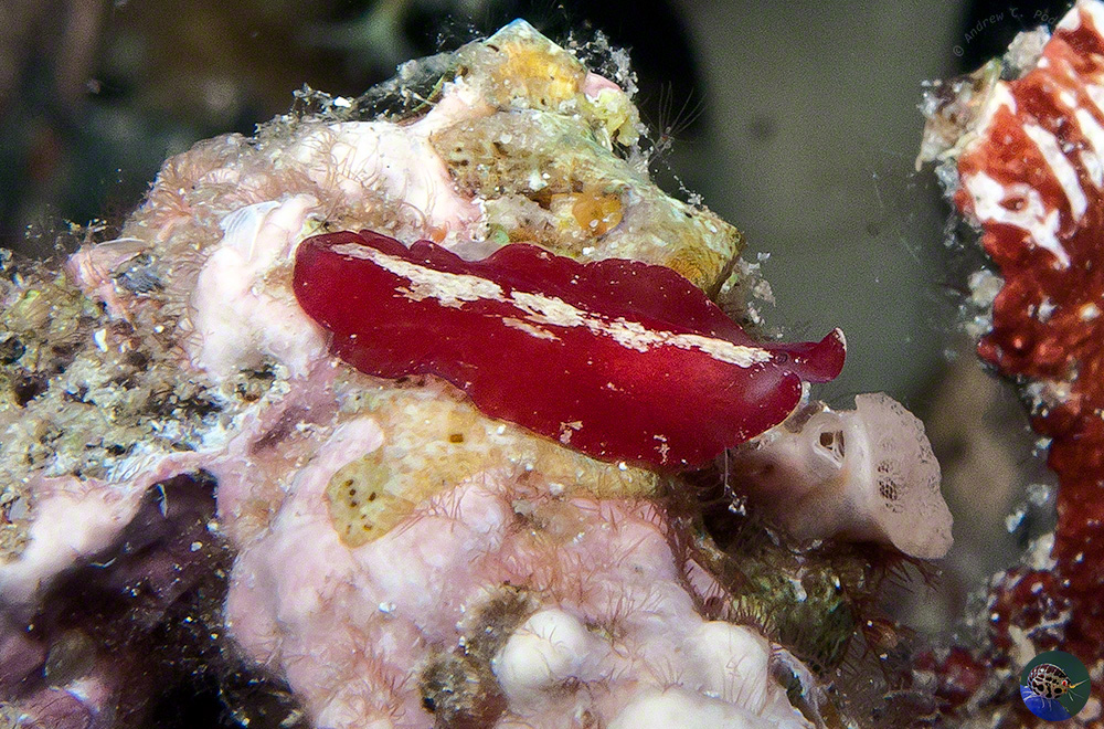 Pseudoceros rubronanus