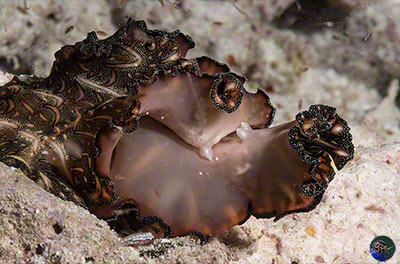 Pseudobiceros bedfordi penis-fencing