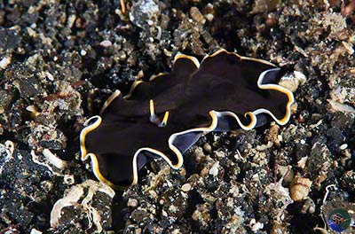 Callioplana marginata