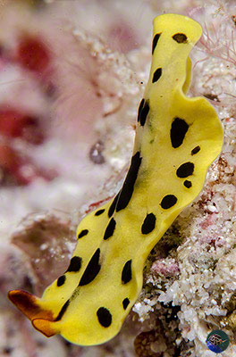 Euryleptid flatworm