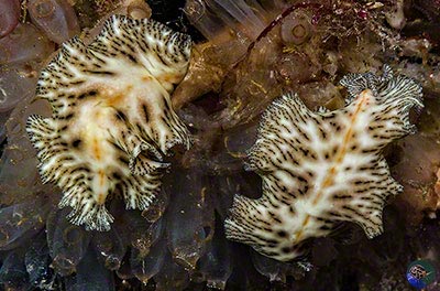 Maritigrella fuscopunctata on their ascidian prey