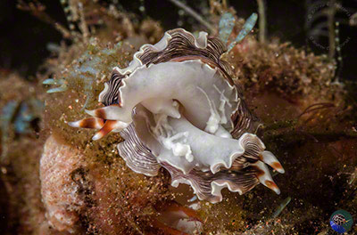 Prostheceraus sp. mating showing the lumpy injected sperm package