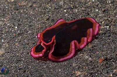 Pseudobiceros cf. hymanae