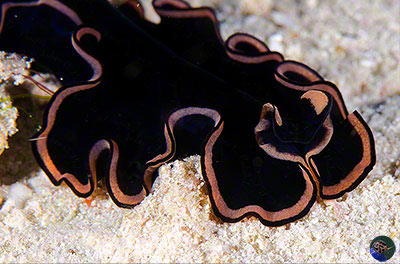 Pseudobiceros hymanae