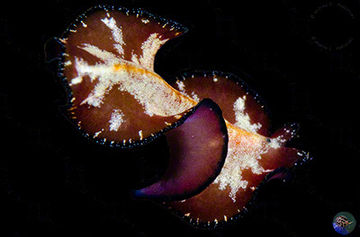 Pseuobiceros cf. pulgar swimming