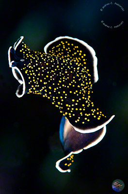 Thysanozoon flavomaculatum swimming