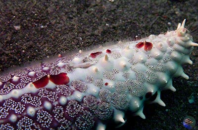 Waminoa sp. with Pericilmenes soror