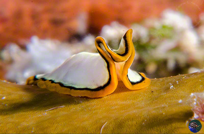 Pseudoceros cf. contrarius