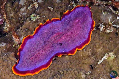 Pseudoceros ferrugineus