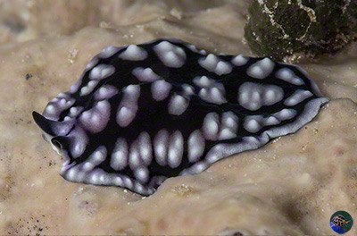 Pseudoceros imitatus mimics perfectly a toxic aeolid nudibranch