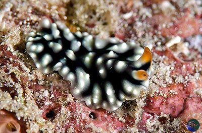 Pseudoceros imitatus