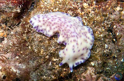 Pseudoceras laingensis